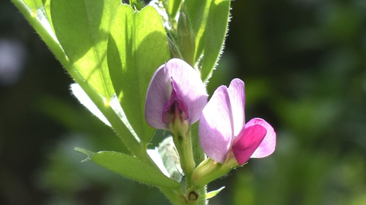 カラスノエンドウの花（拡大）202204