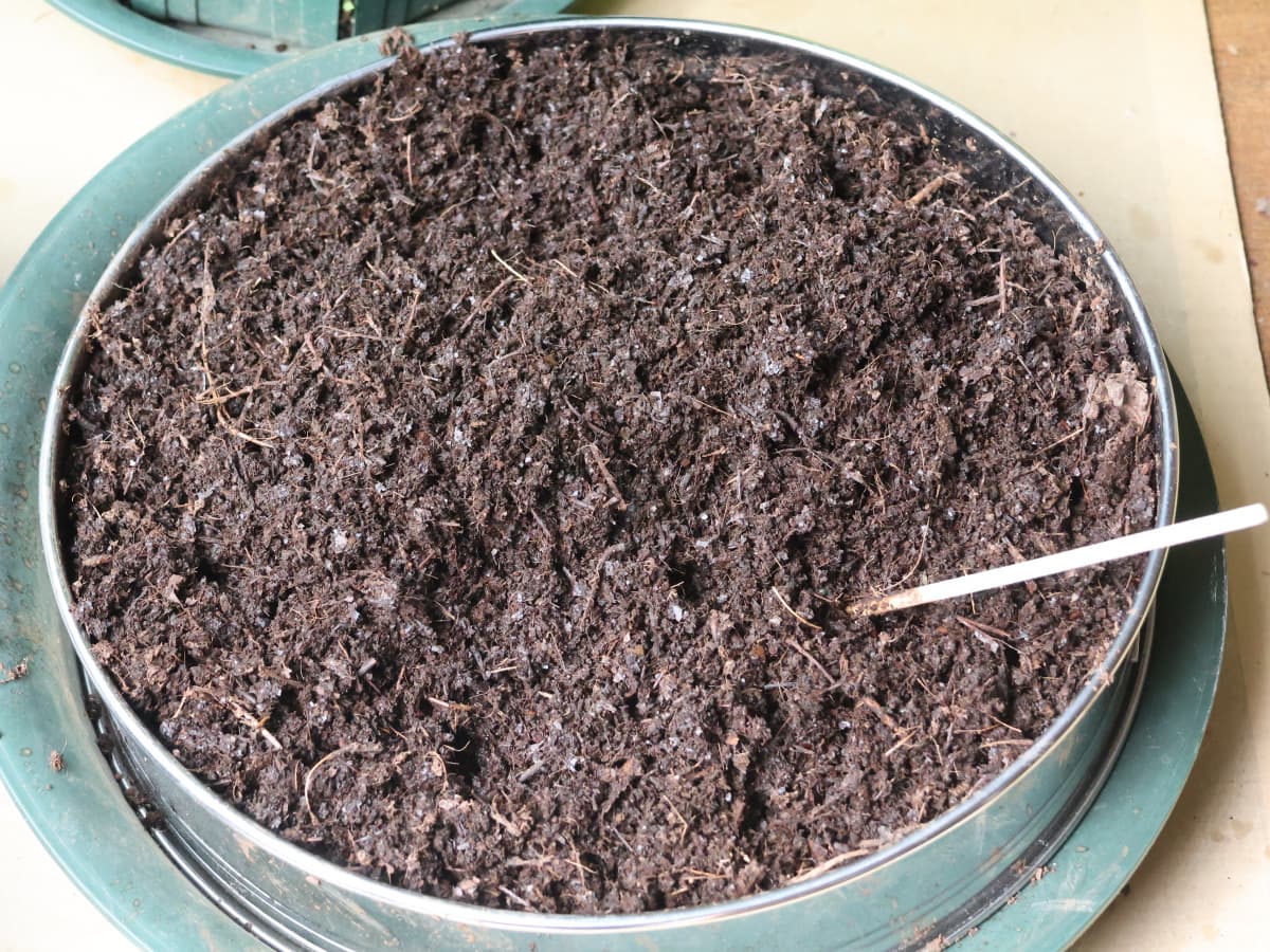 枯れ葉で腐葉土完成20241109