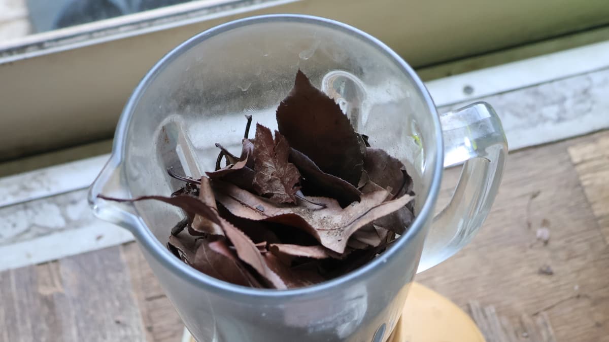 腐葉土作り（枯れ葉をミキサーで粉砕）20251211（キャッチ画像）