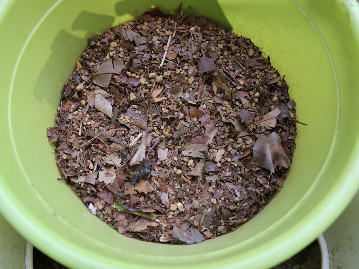 腐葉土作り（粉砕した枯れ葉と赤玉土ブレンド）20251211-2