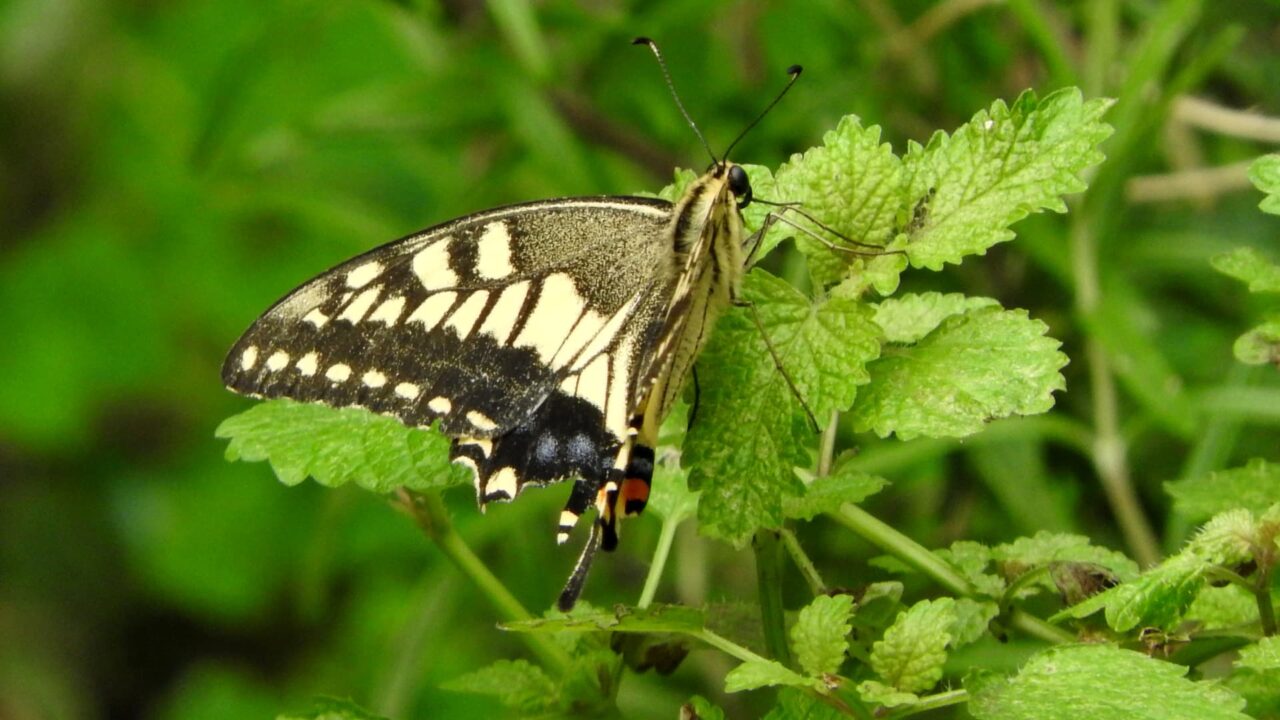 キアゲハがハーブに20170828-1