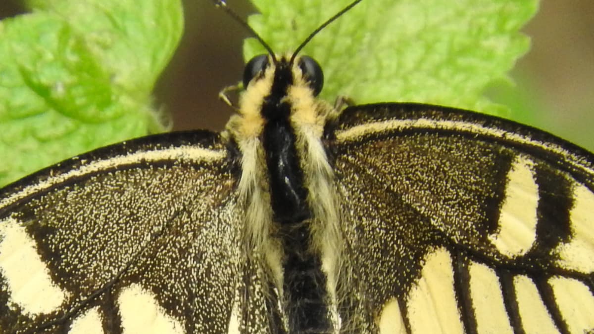 キアゲハ肩の部分のアップ2017（キャッチ画像）