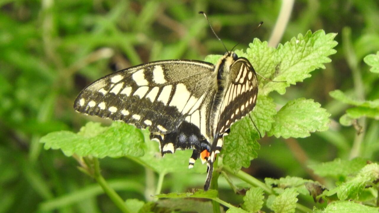 キアゲハがハーブに20170828-2