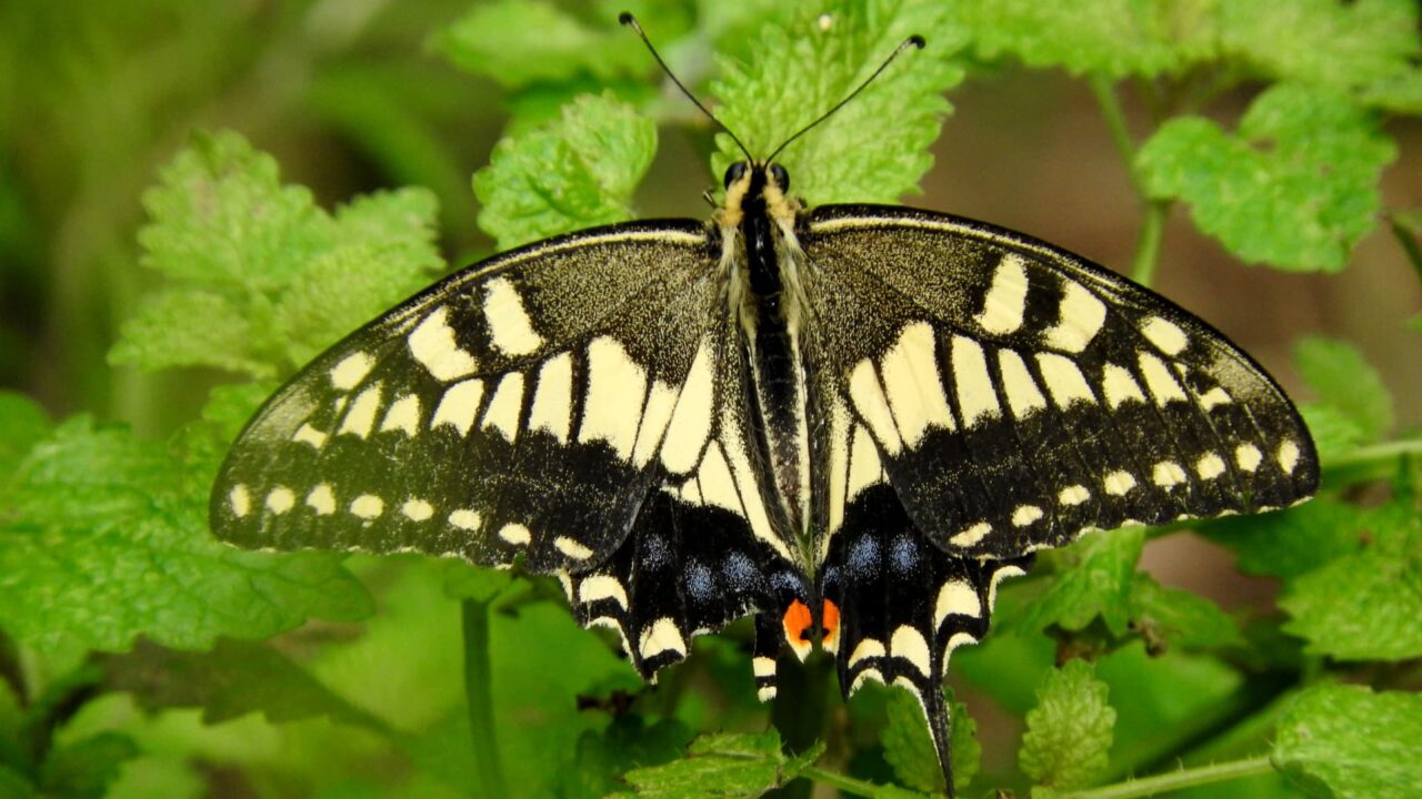 キアゲハ全容20170828
