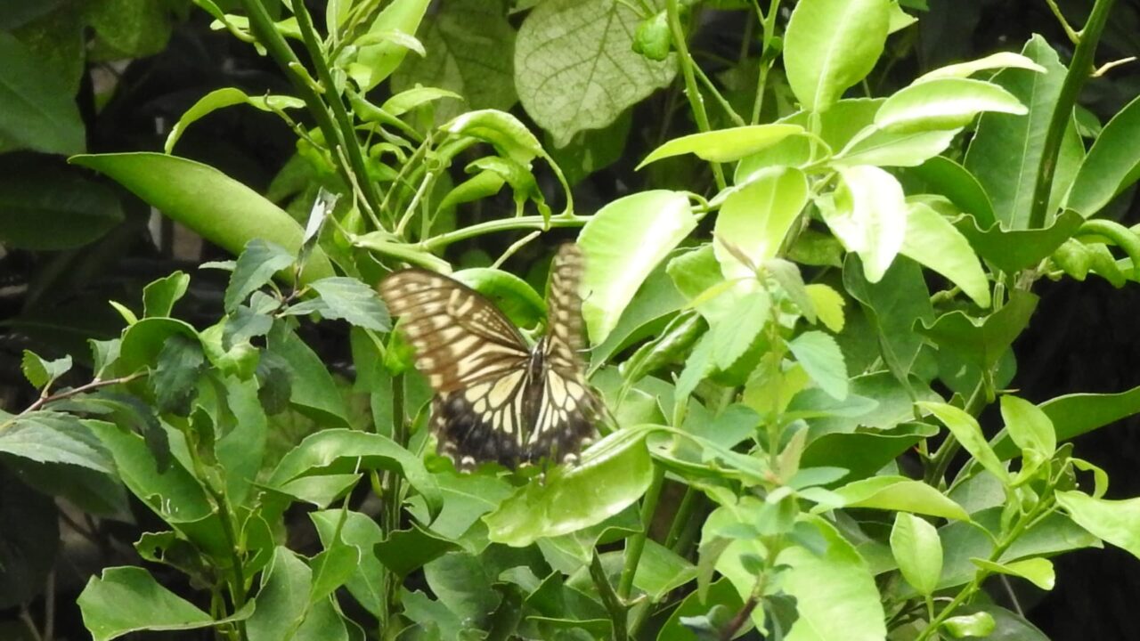 キアゲハが柚子に20170915