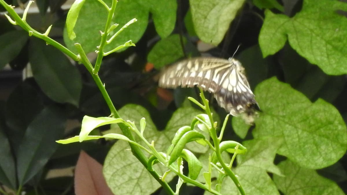 キアゲハの飛翔20170915