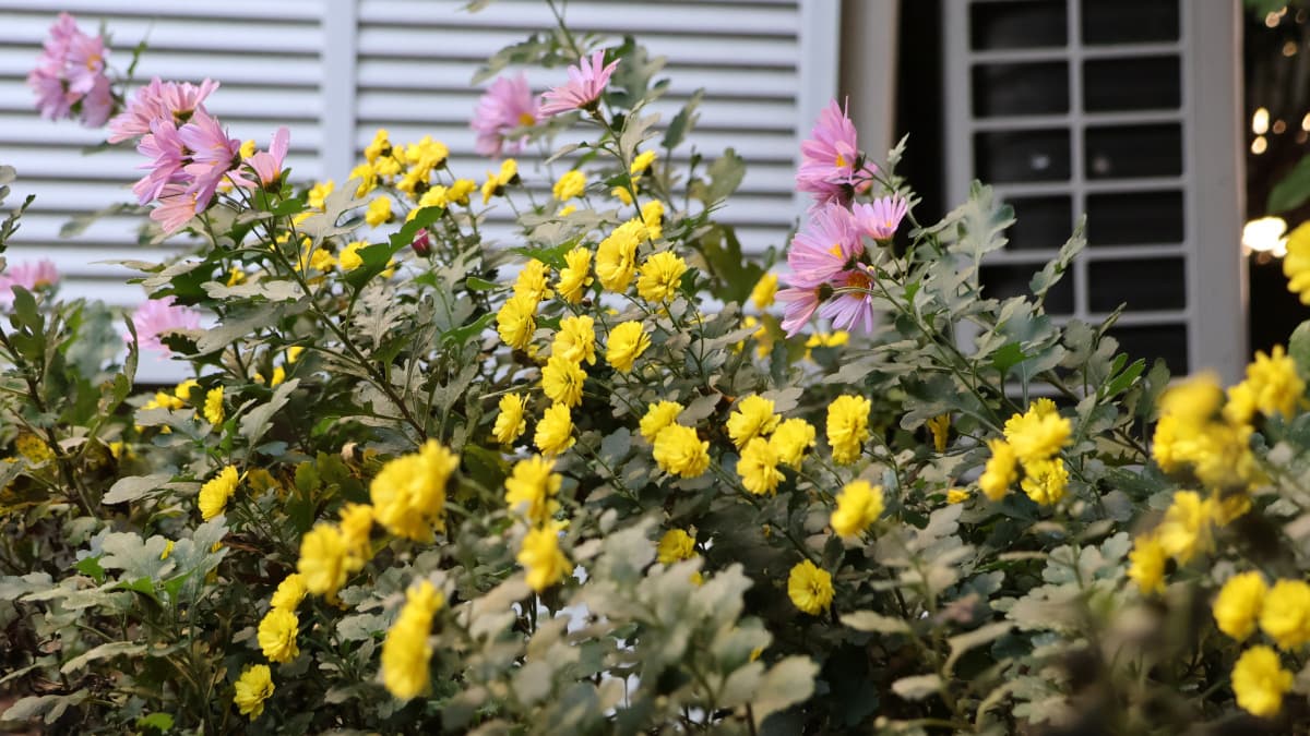 秋菊と寒菊202512