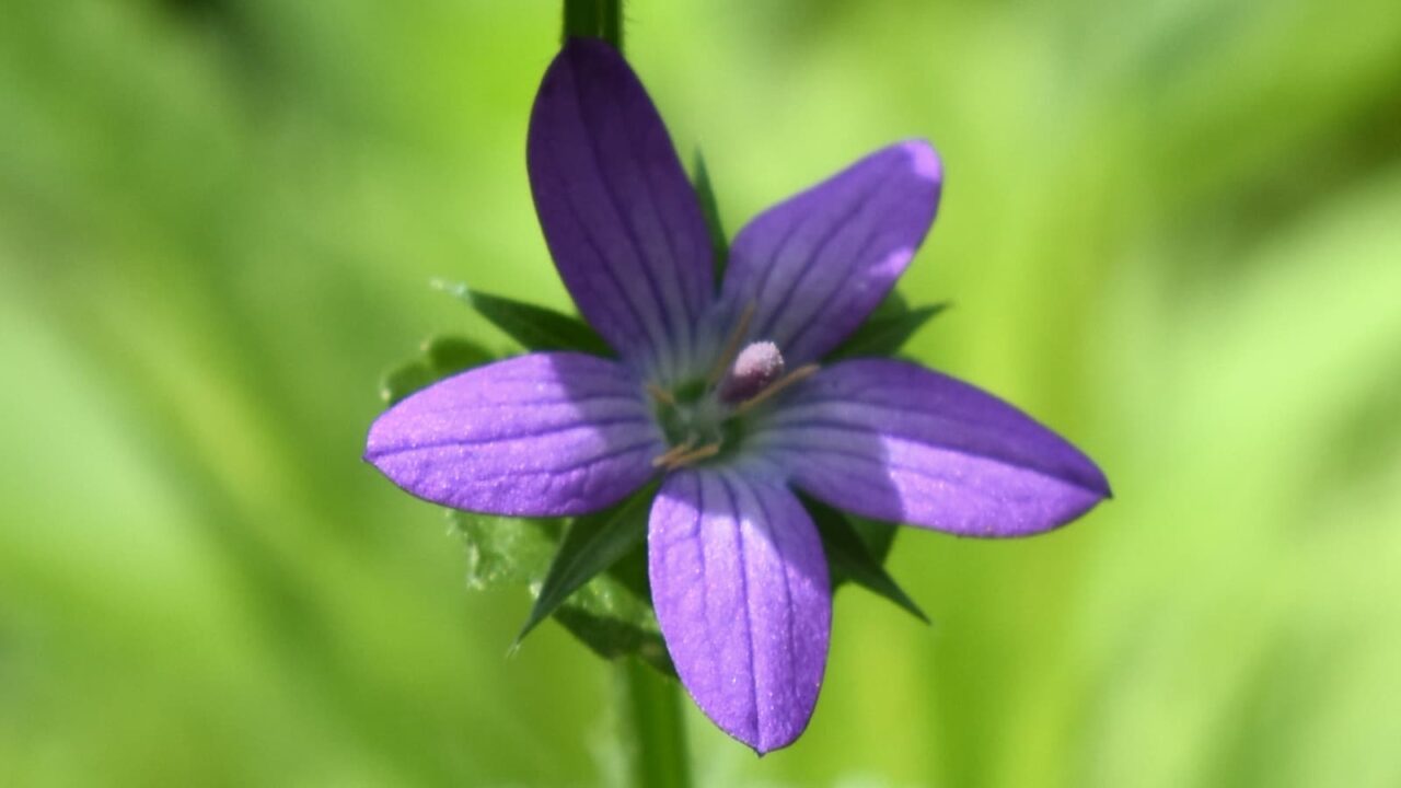 桔梗草202006-3（花拡大）