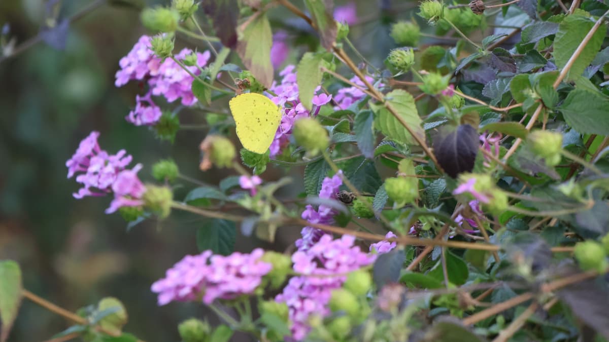 キタキチョウ20231216-1