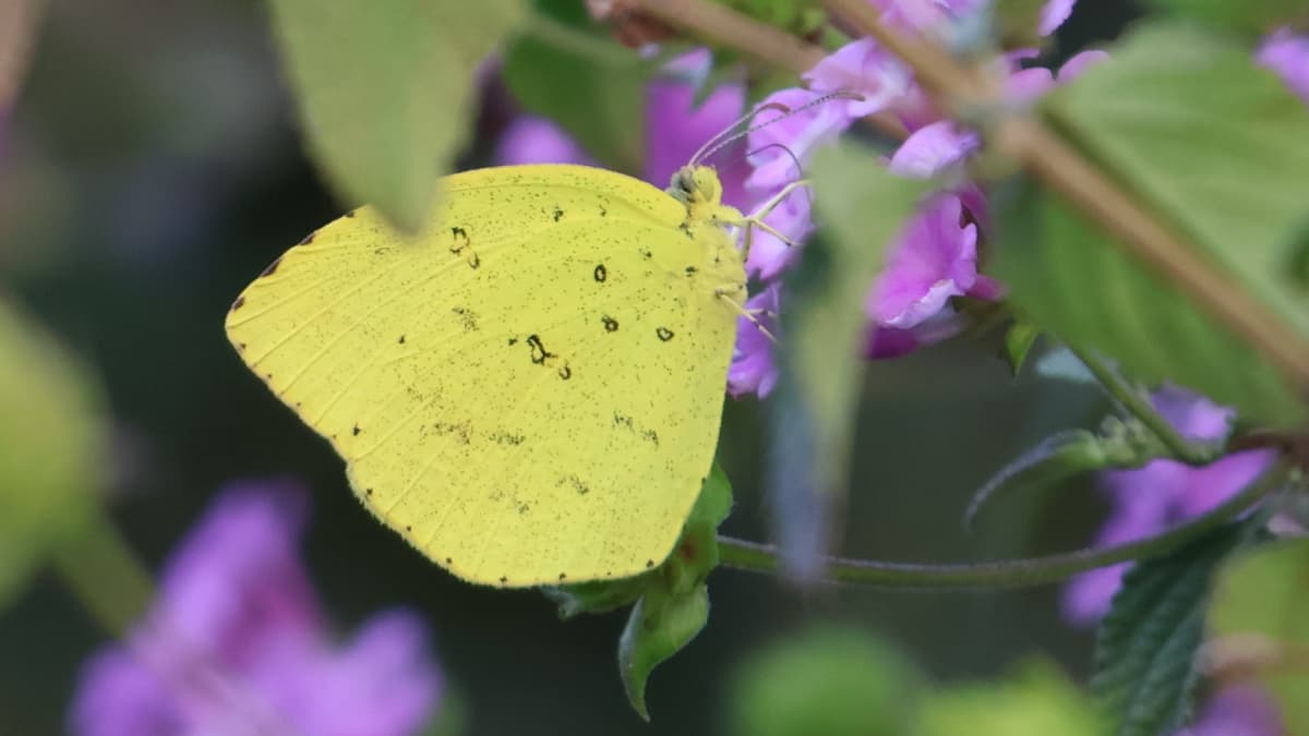 キタキチョウ20231216（キャッチ画像）
