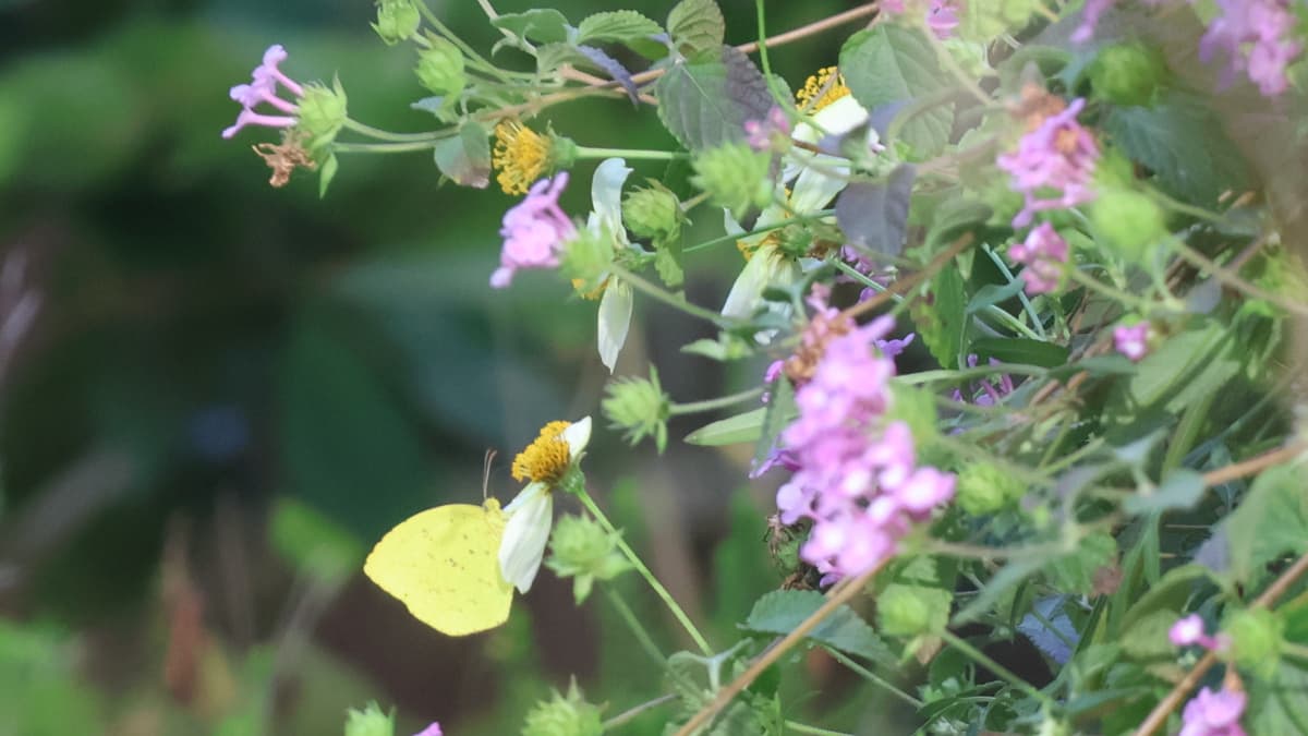 キタキチョウ20231216-2