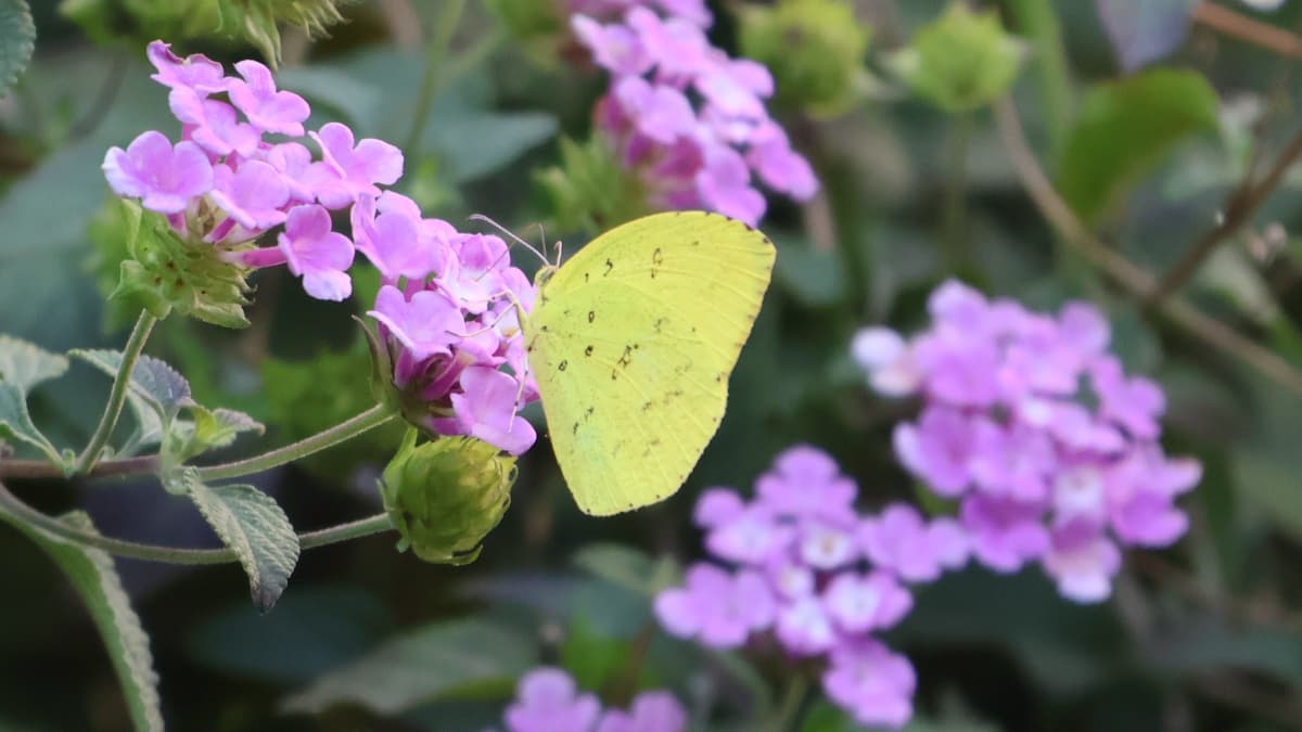 キタキチョウ20231216-3