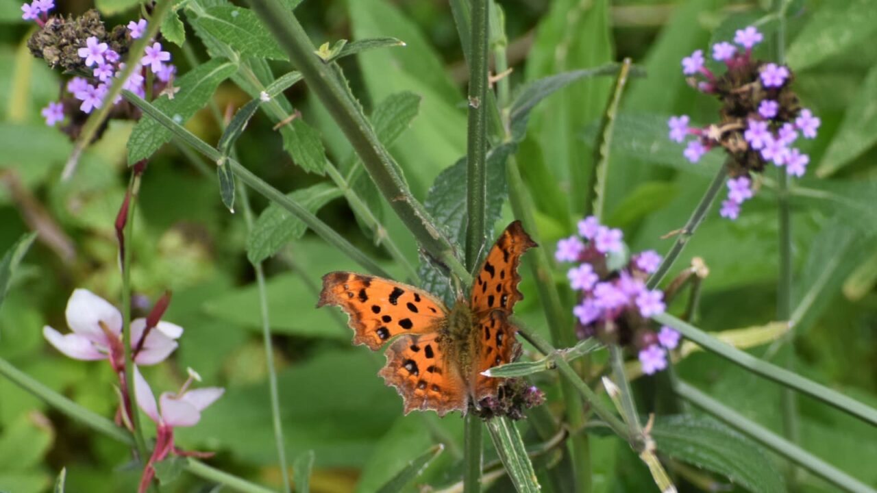 キタテハ20201001-1