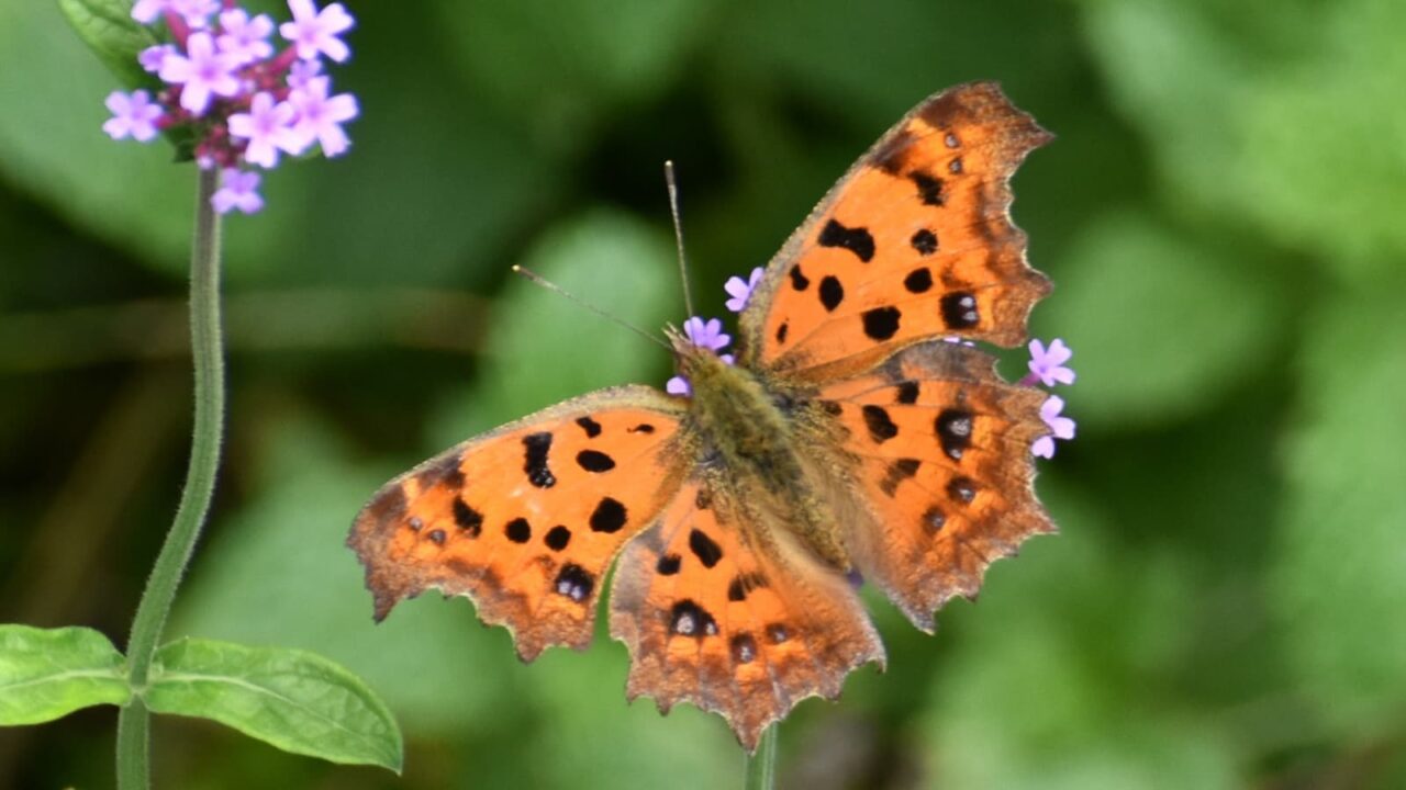 キタテハ20201001-2