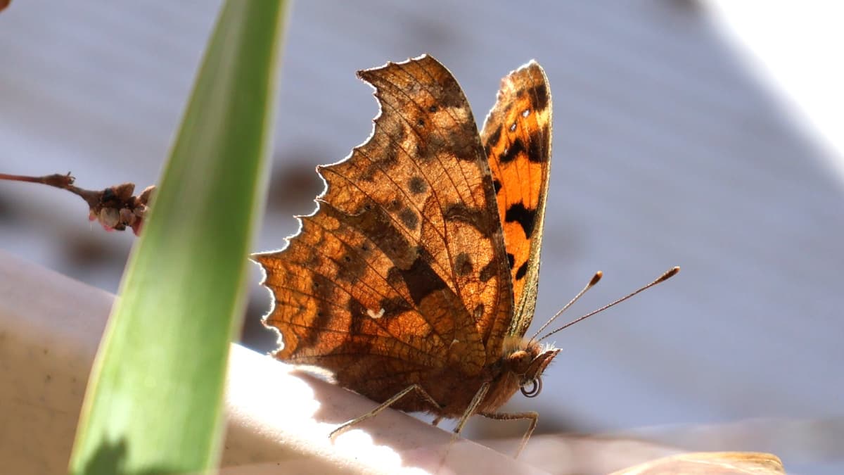 キタテハ20231030（キャッチ画像）