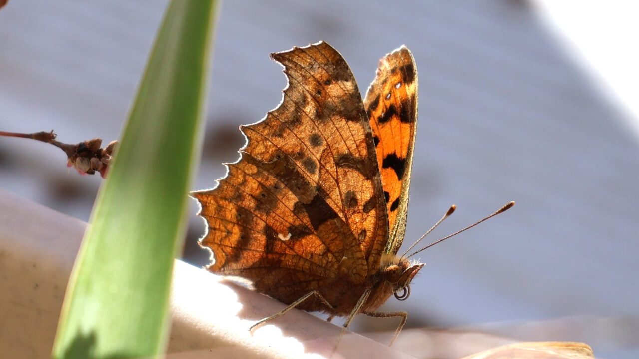 キタテハ20231030