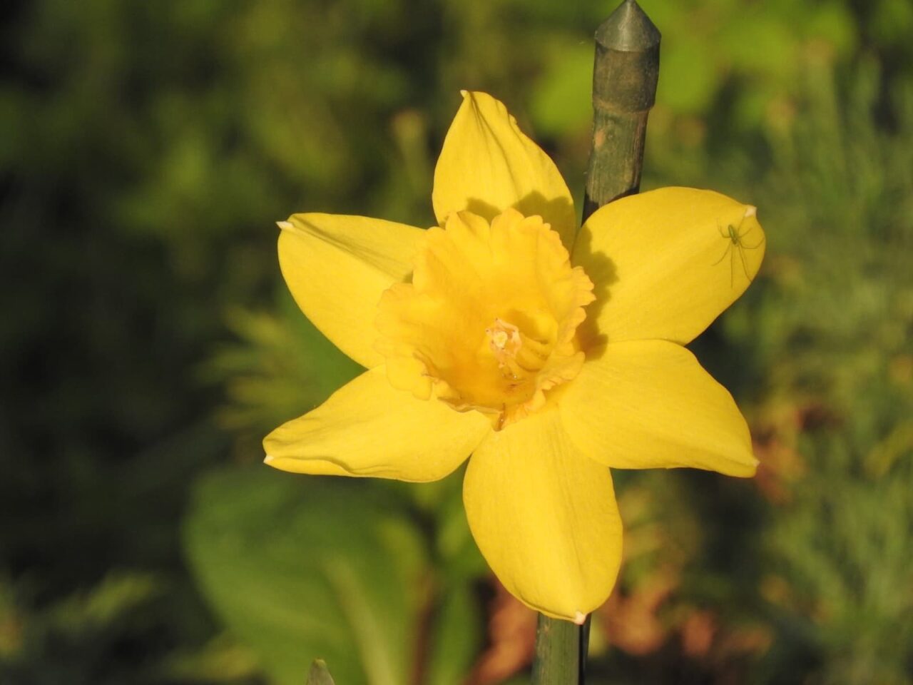 日に向かう黄水仙201803-1