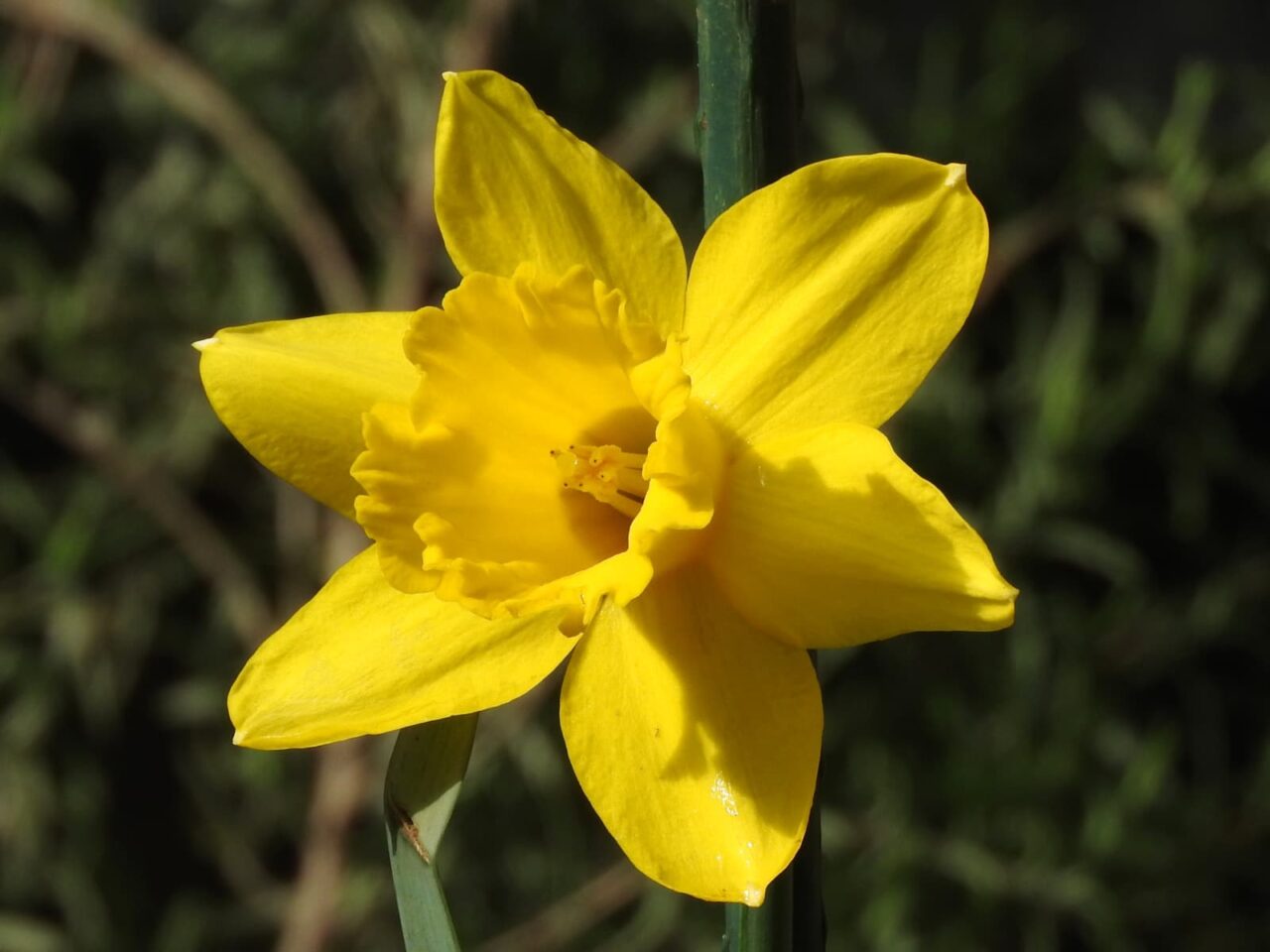 日に向かう黄水仙201803-2