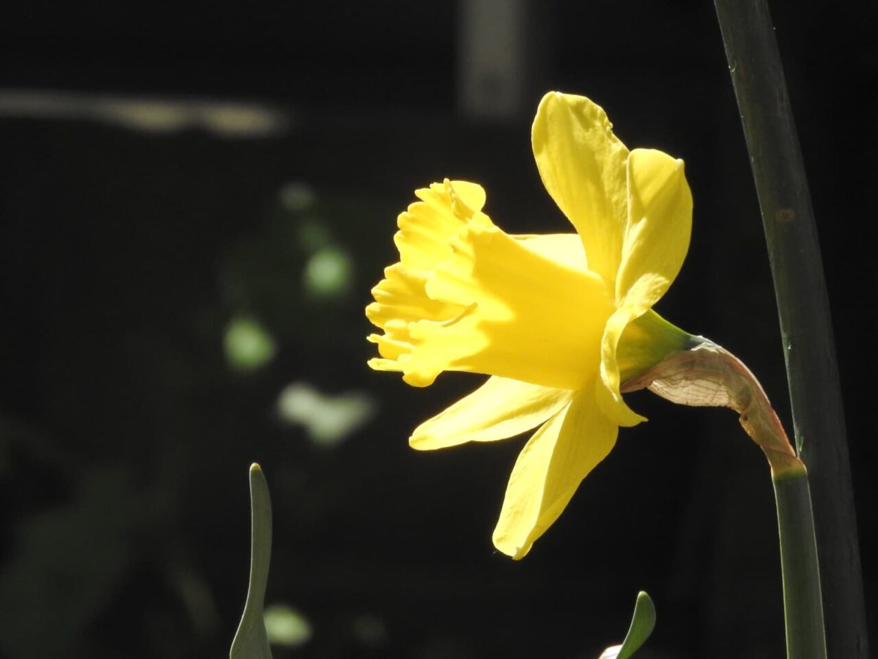 透過光の斜め向きの黄水仙201803-3