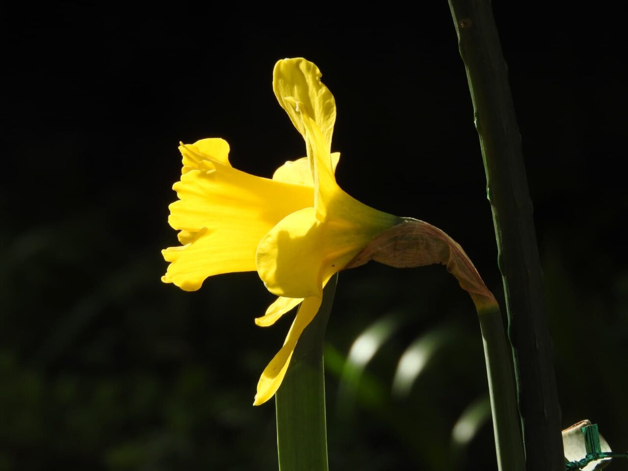透過光の横向きの黄水仙201803-4