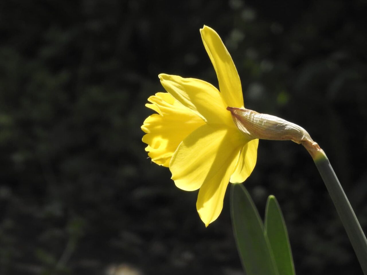 透過光の横向きの黄水仙201803-5