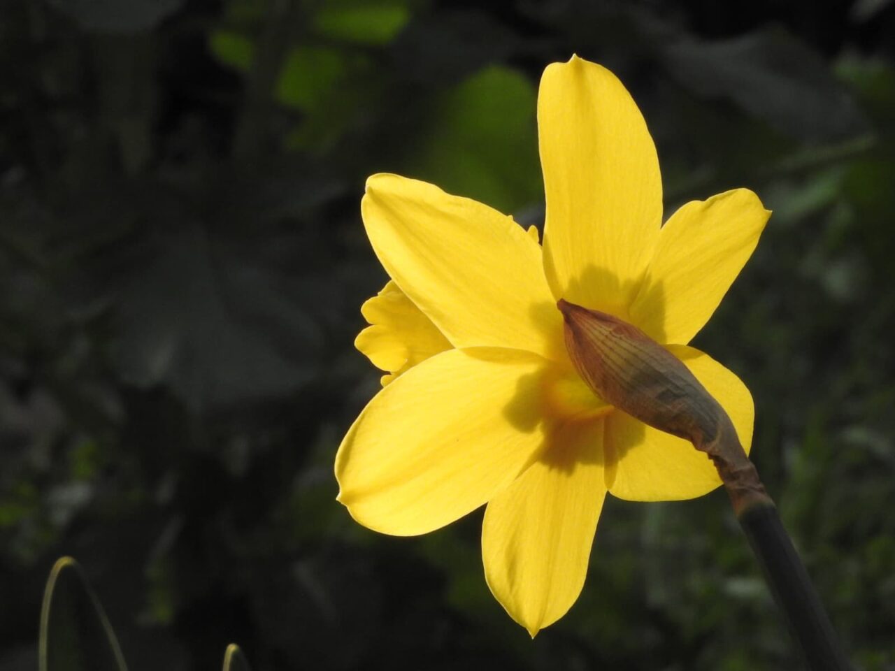 日に向かう透過光の後ろ姿の黄水仙201803-6