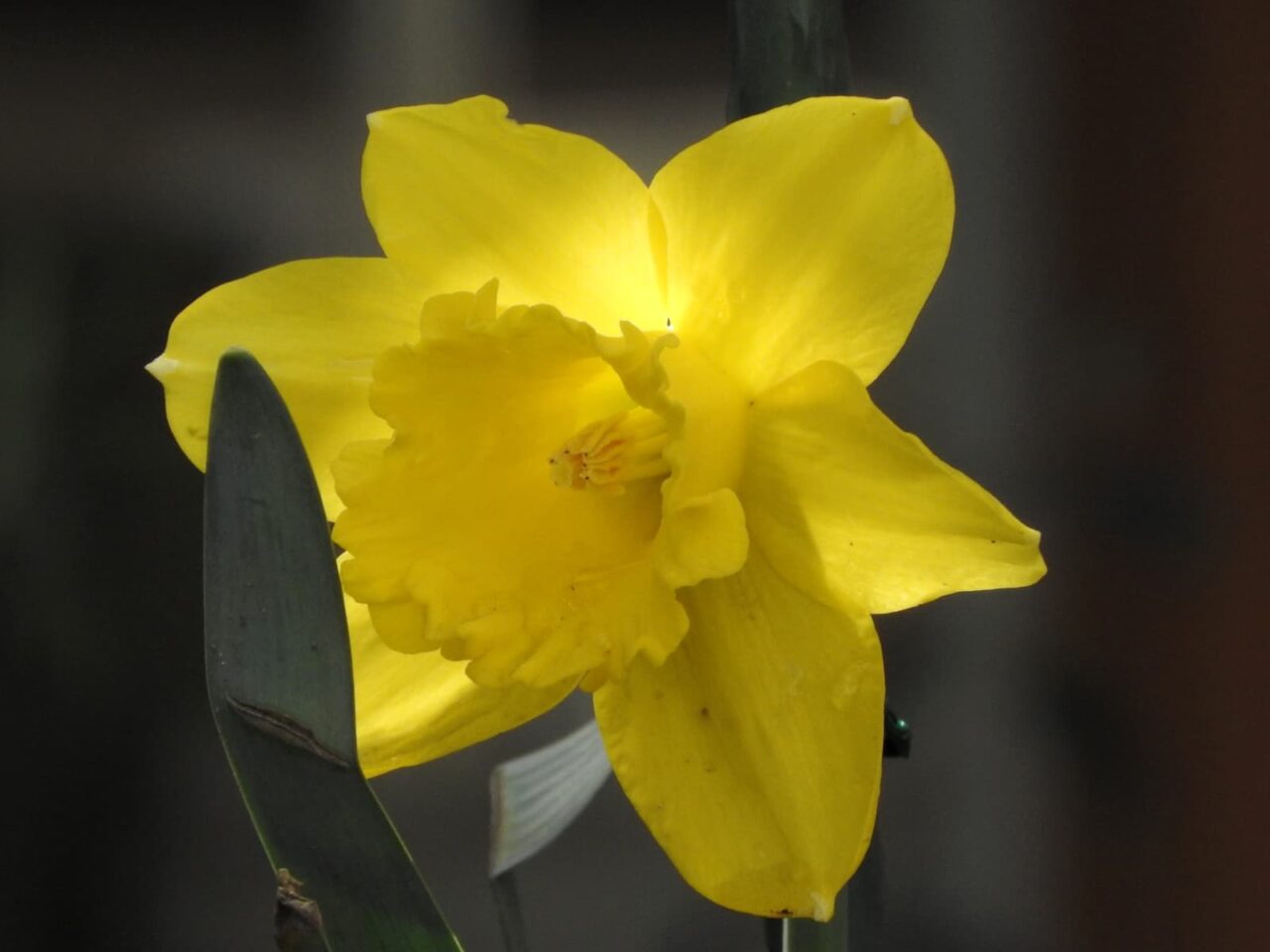 仄かに照らされる黄水仙20180322
