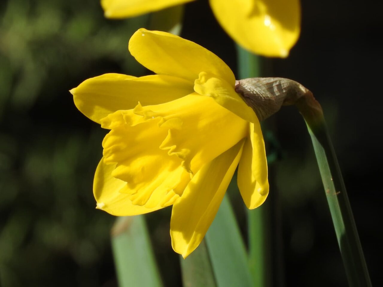 花弁が開きかけの黄水仙20180324