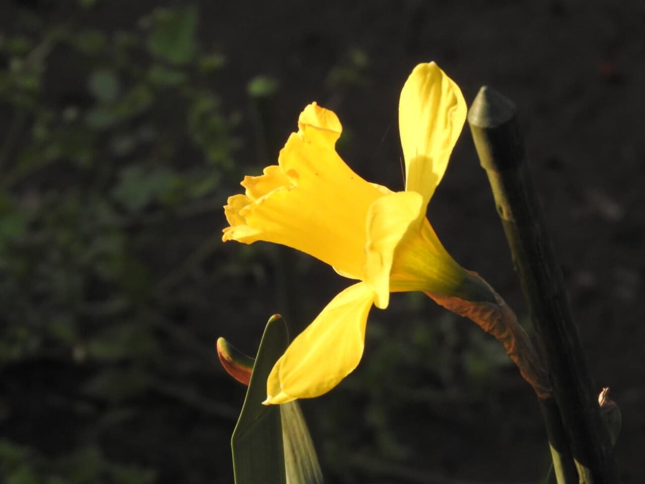 黄水仙の横顔20180331