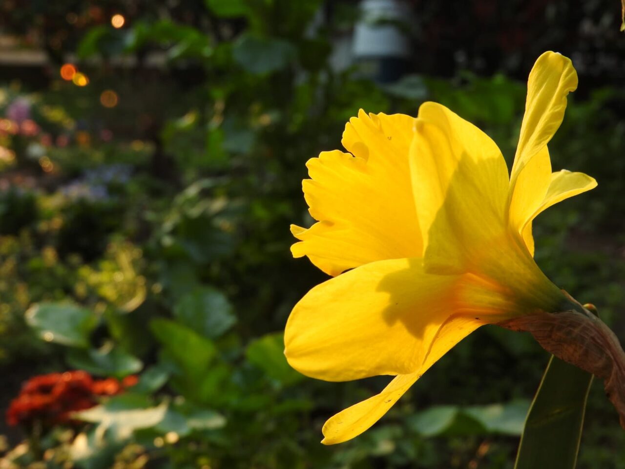 草草にエネルギーを与える黄水仙20180325-3