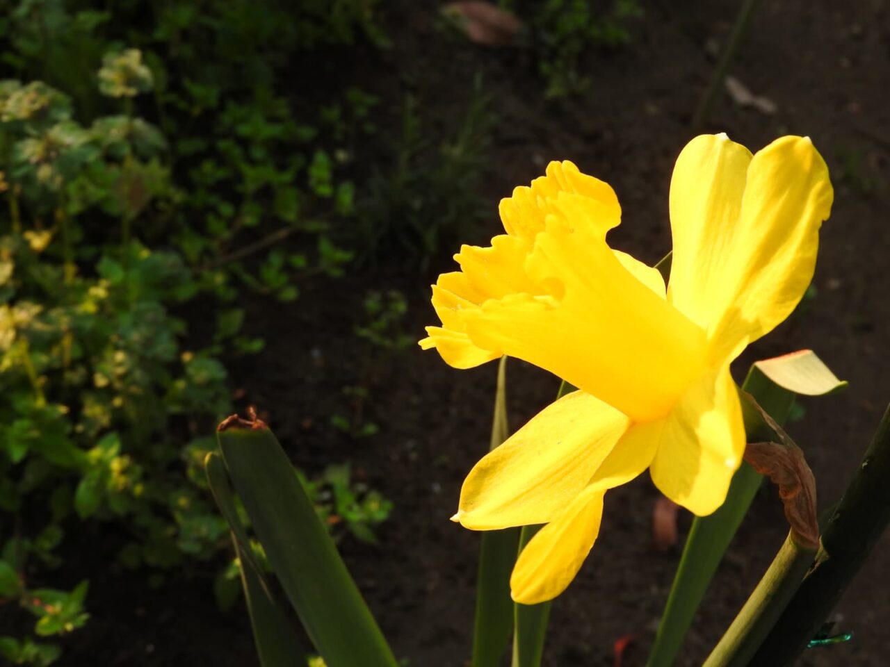 黄水仙の砲筒のような副花冠20180325