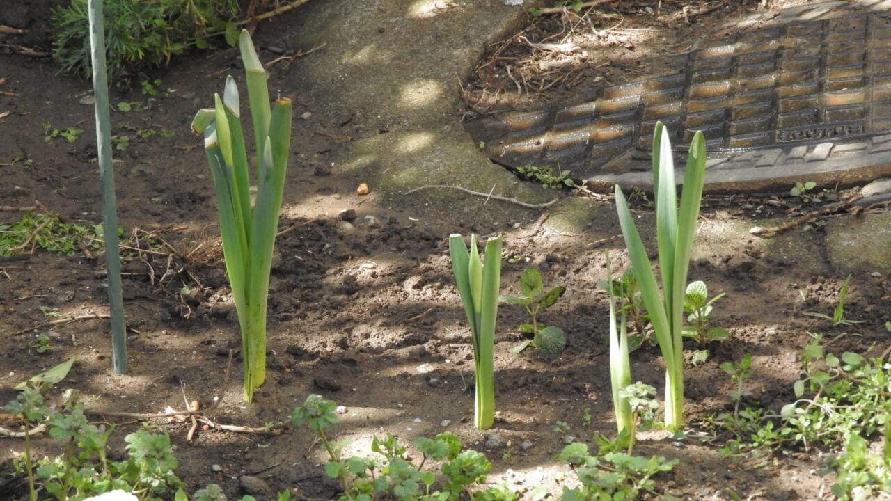 萌え出ずる黄水仙の葉20180312