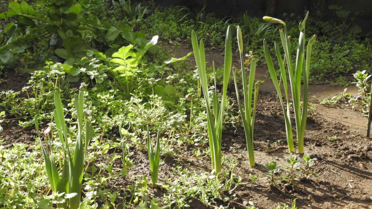 萌え出ずる黄水仙の葉20180318-1