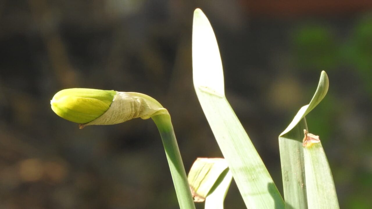 黄水仙の砲弾のような蕾20180318-2
