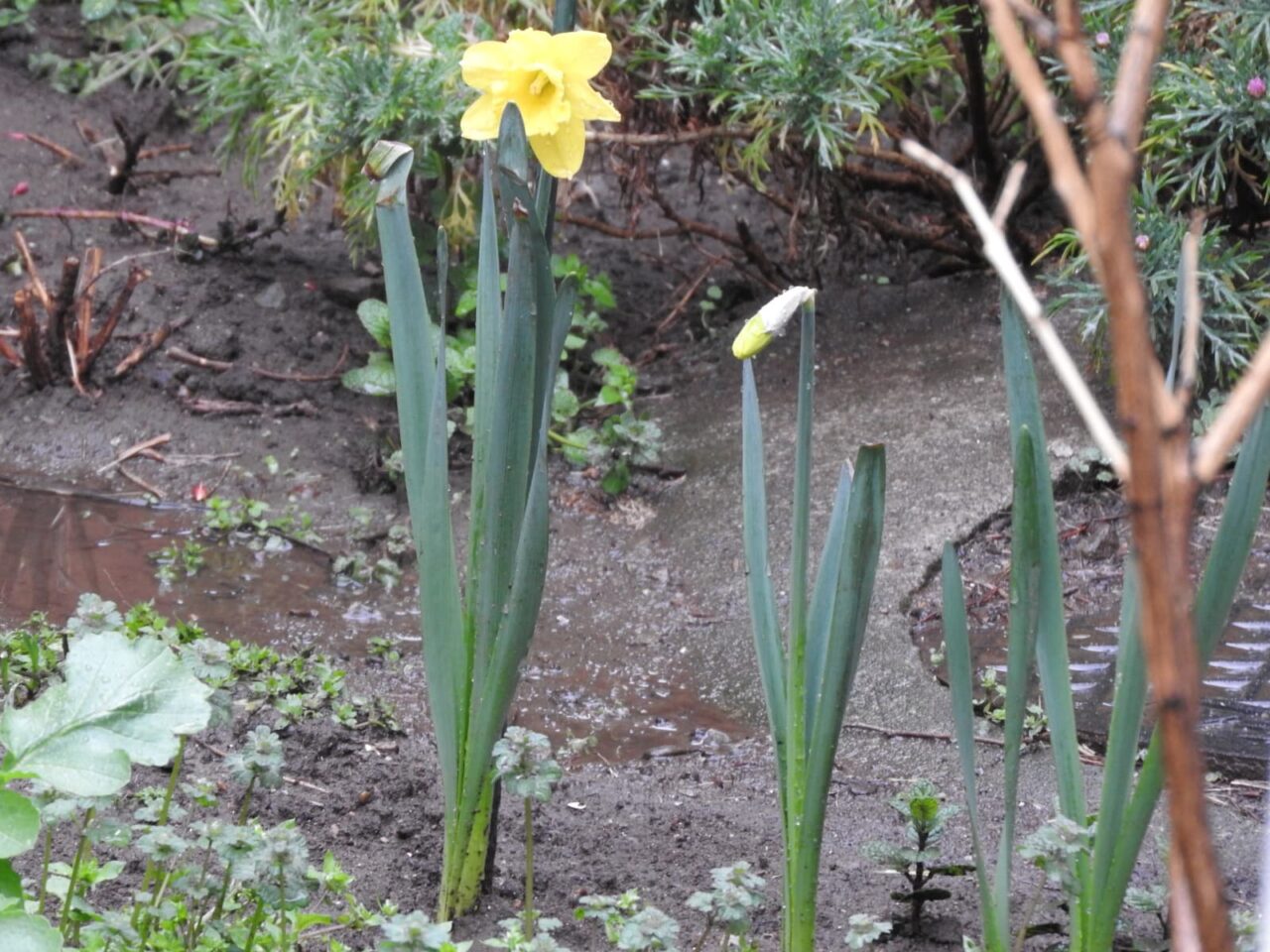 黄水仙咲く20180321