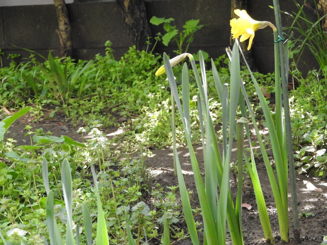 黄水仙咲く20180322-1