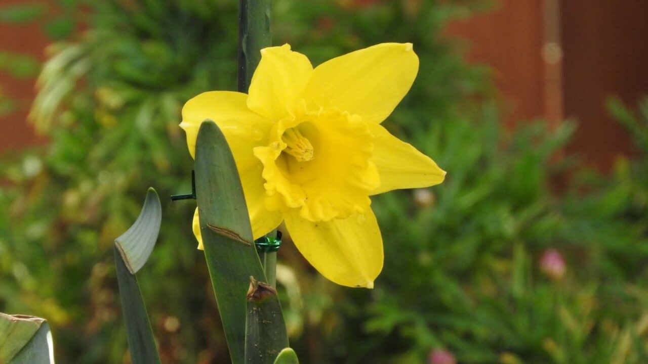 葉に隠れた黄水仙20180322-3