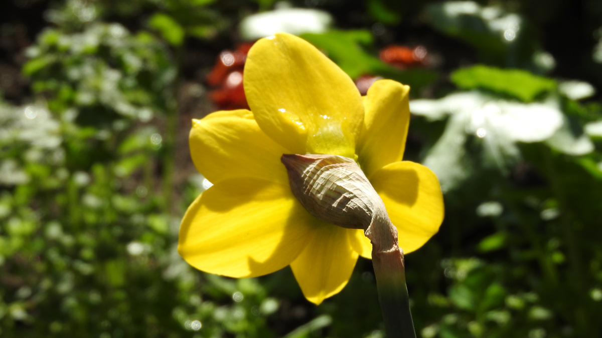 黄水仙の後頭部20180324（キャッチ画像）