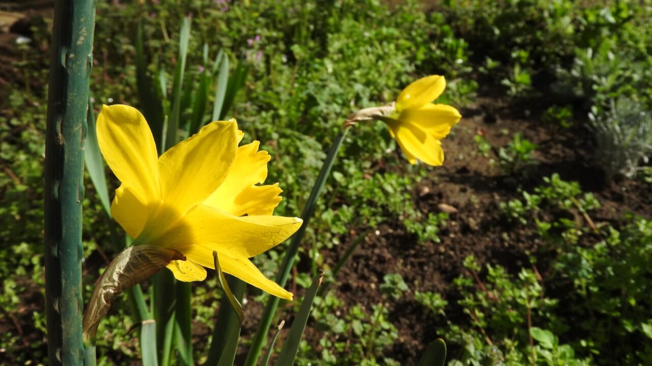 謳歌する黄水仙２輪20180324-3