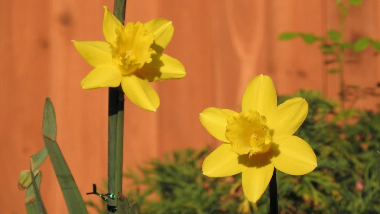 黄水仙２輪20180326