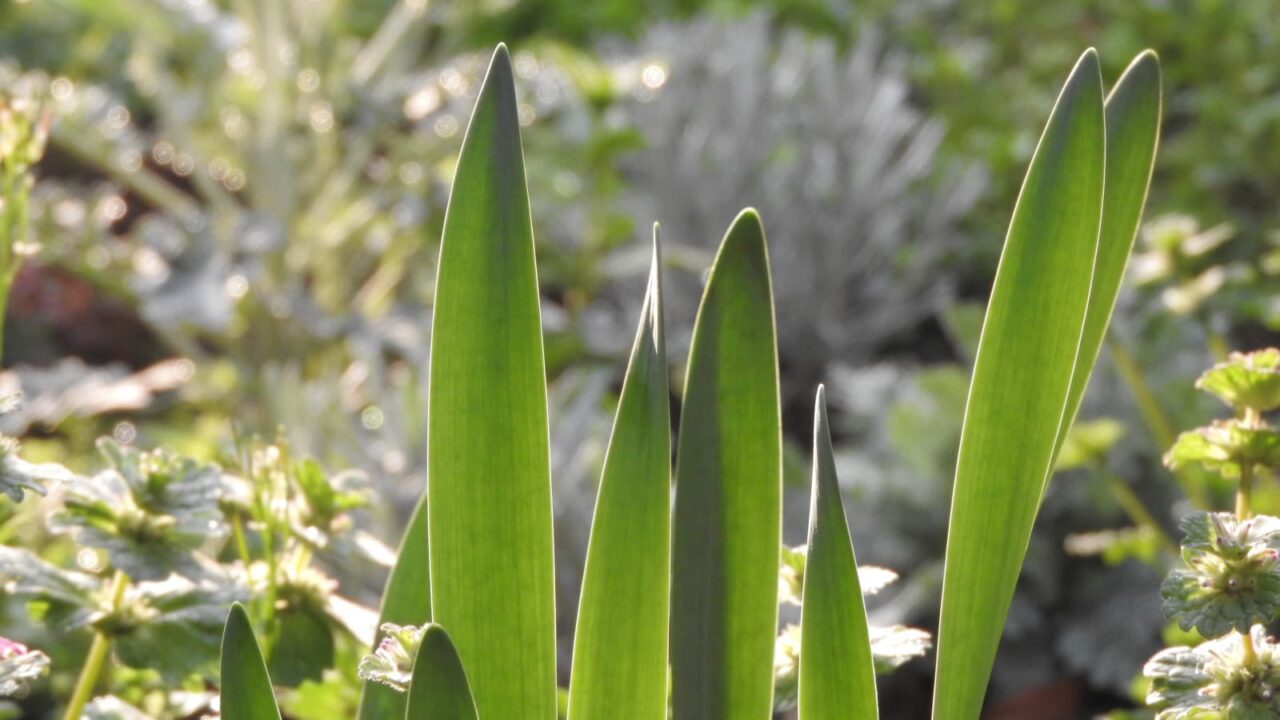 水仙の美しい剣葉20180327-1