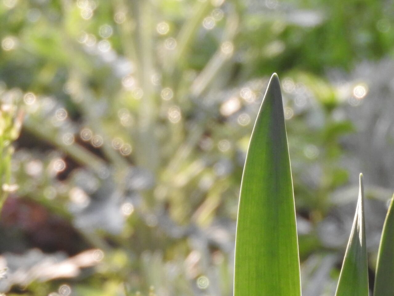 水仙の剣葉の向こうに見えるオーブ？20180327-2