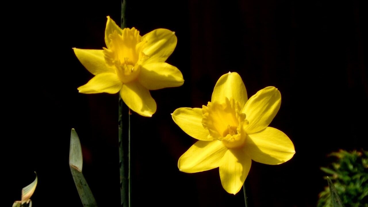 黄水仙ツインラッパをかき鳴らす20180328