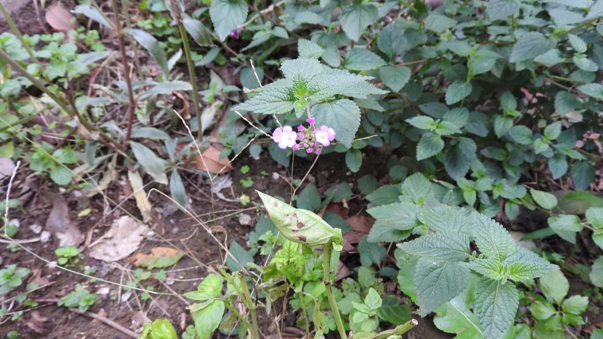 コバノランタナ初植え201711-1