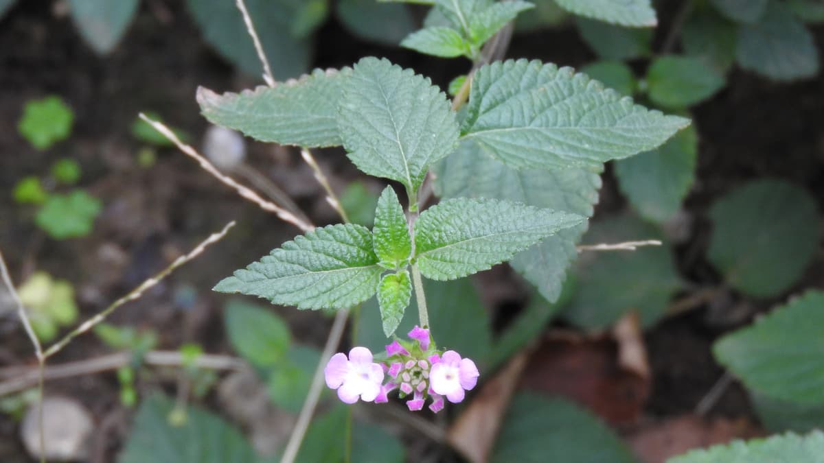 コバノランタナ初植え201711-2