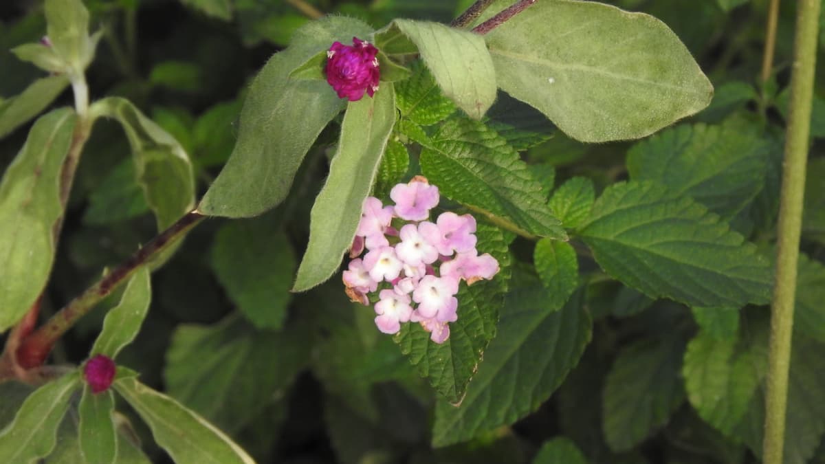 コバノランタナ初花201711