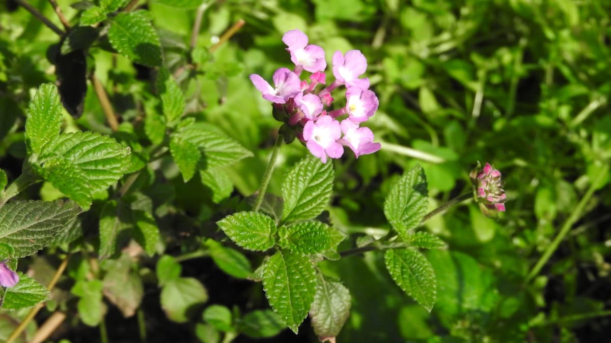 コバノランタナの花201804