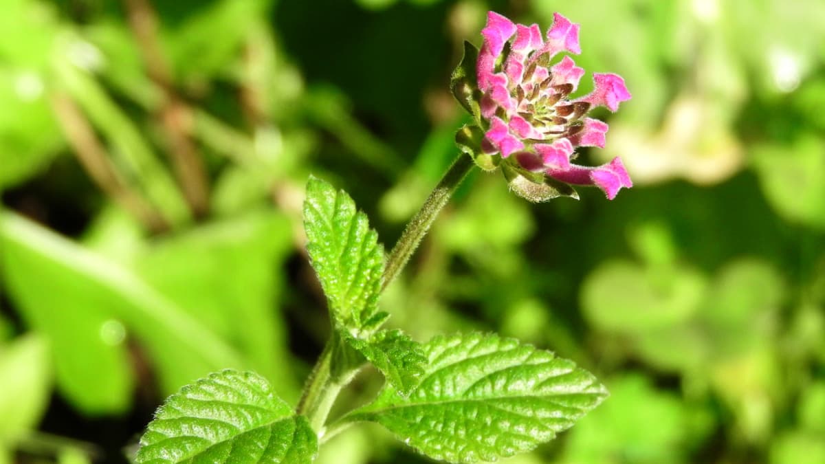 コバノランタナの蕾201804