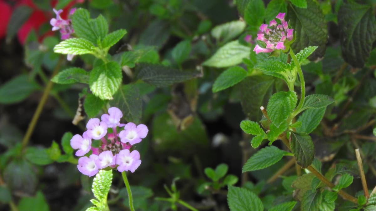 コバノランタナ蕾開花前2018