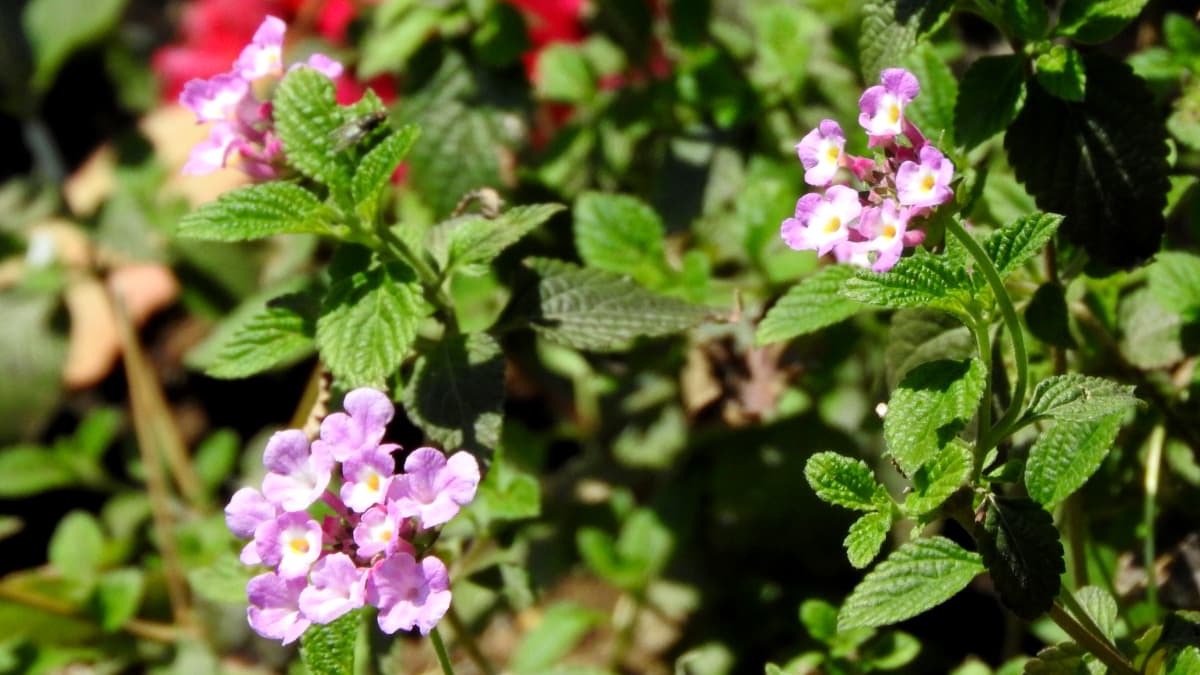 コバノランタナ蕾開花後2018